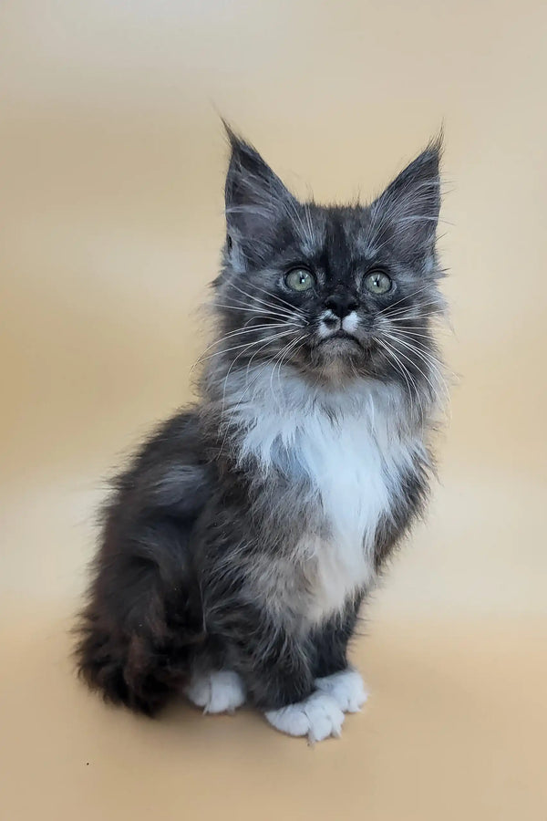 Georgia | maine coon kitten