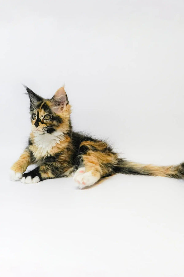 Calico Maine Coon kitten Geran looking adorable and playful in a cozy setting