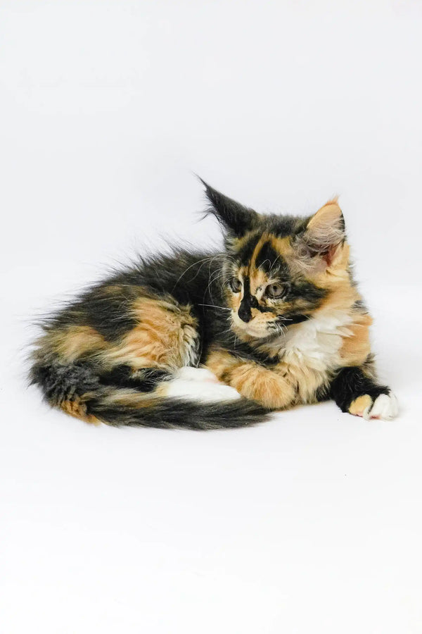 Calico kitten resting, featured in Geran Maine Coon Kitten product collection