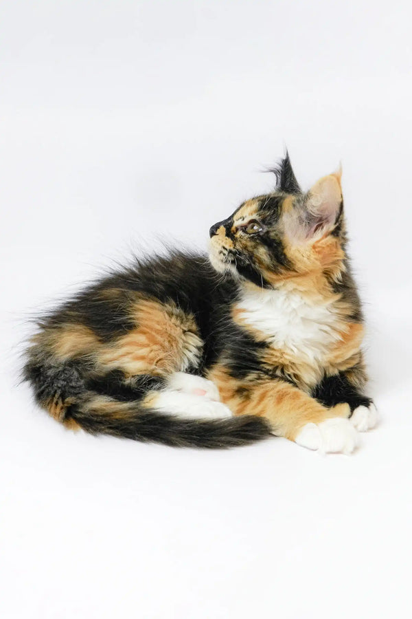 Calico Maine Coon kitten Geran playing with a toy in a cozy setting