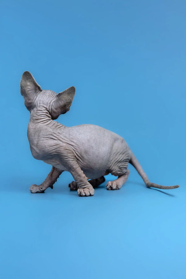Adorable Hairless Sphynx cat named Gerda, a playful Canadian Sphynx Kitten