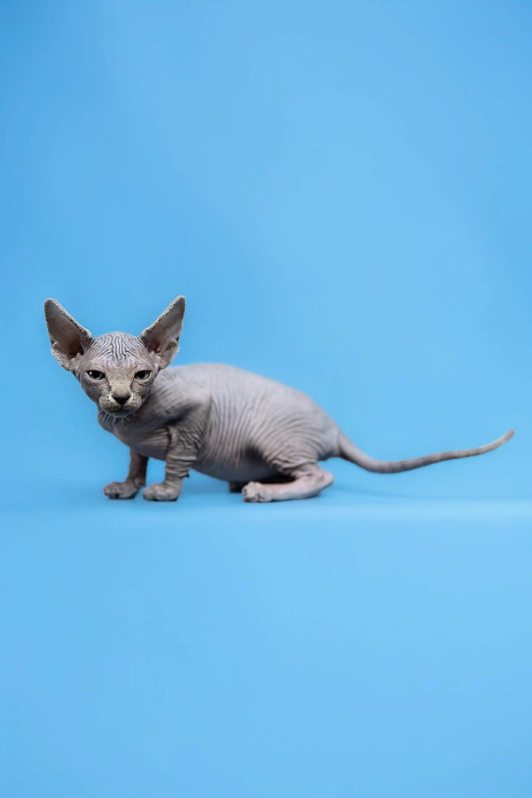 Hairless gray kitten Gerda from Canadian Sphynx breed, adorable and playful companion