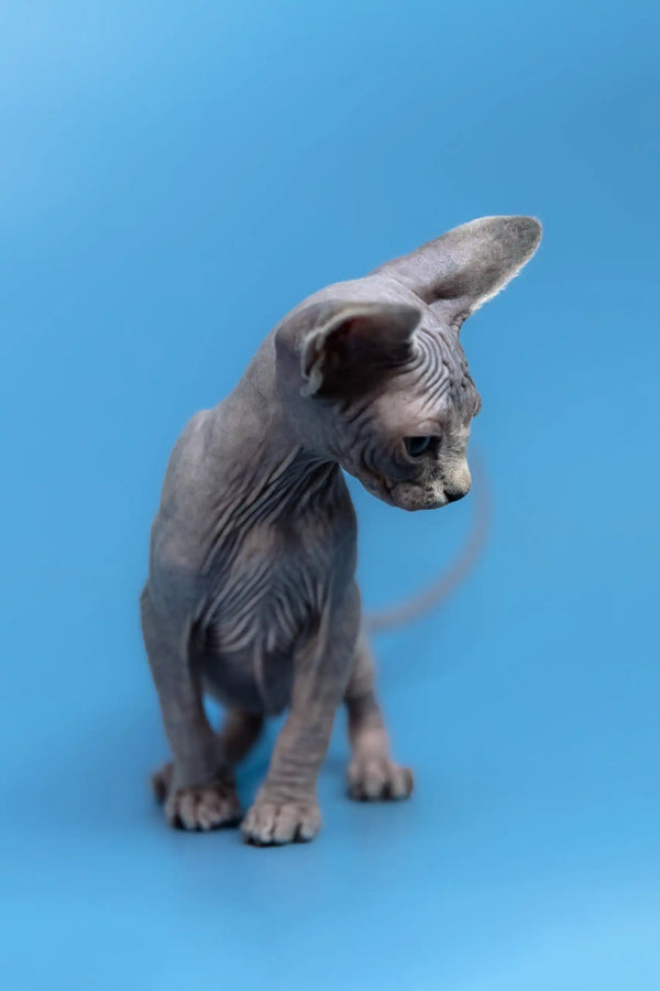 Cute Hairless Gray Kitten Gerda, a playful Canadian Sphynx ready for cuddles