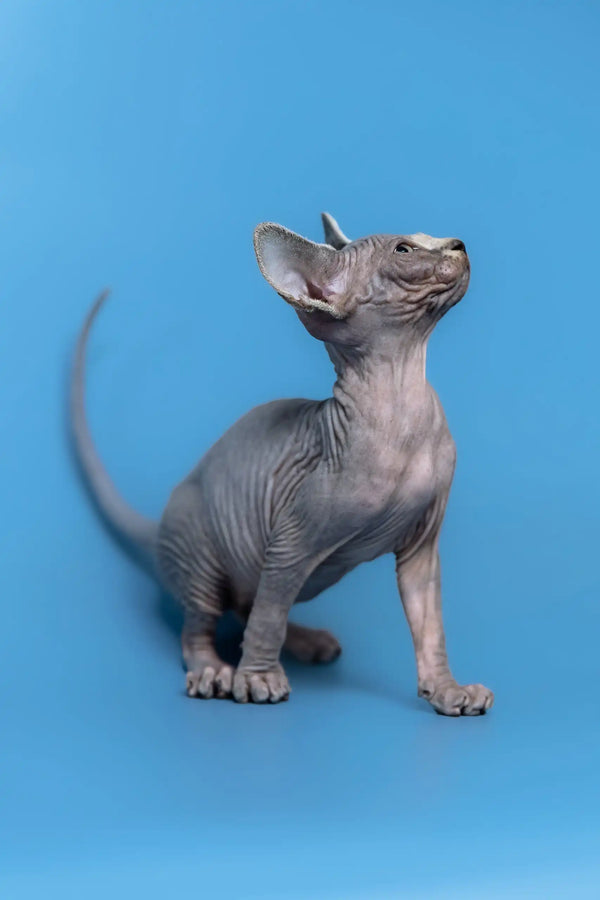 Hairless gray Sphynx cat Gerda looking cute in the Canadian Sphynx Kitten product