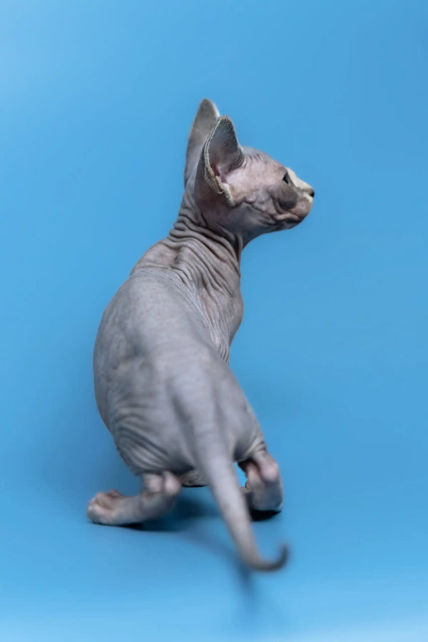 Hairless gray Sphynx kitten named Gerda, super cute and ready for a new home