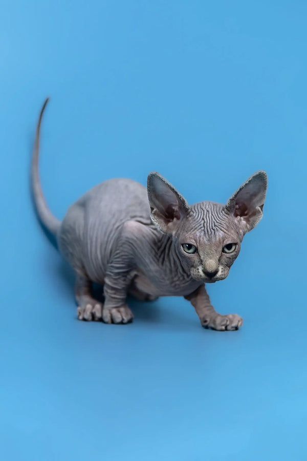 Hairless gray cat Gerda, a playful Canadian Sphynx kitten ready to charm you