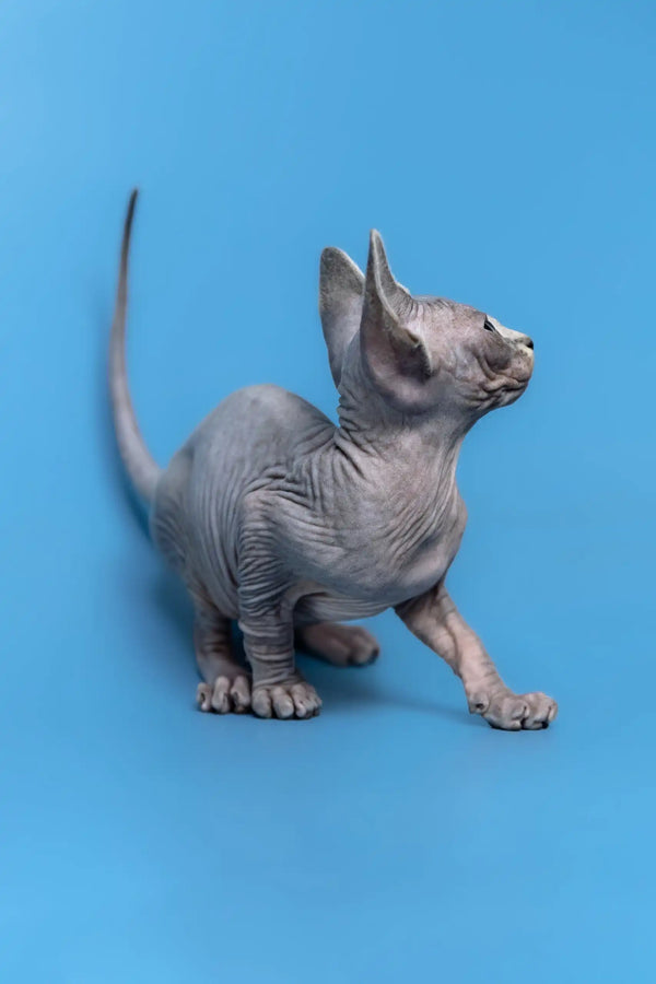 Hairless gray cat Gerda, the adorable Canadian Sphynx Kitten ready for love