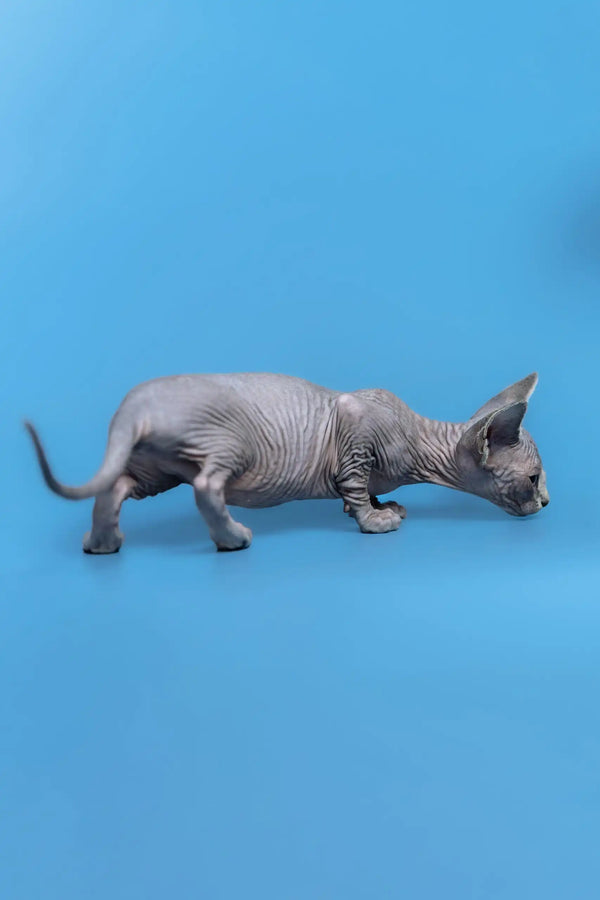 Cute Hairless Gray Cat from Gerda Canadian Sphynx Kitten collection