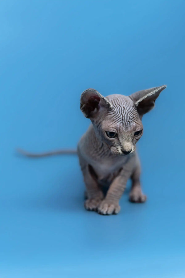 Cute Hairless Sphynx Kitten Gerda with wrinkled skin and big expressive eyes