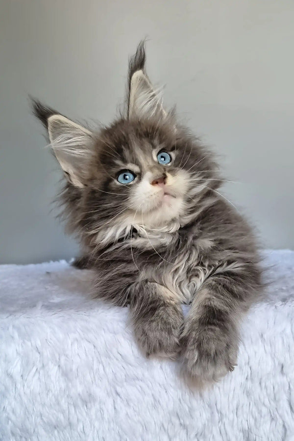 Gerda | maine coon kitten