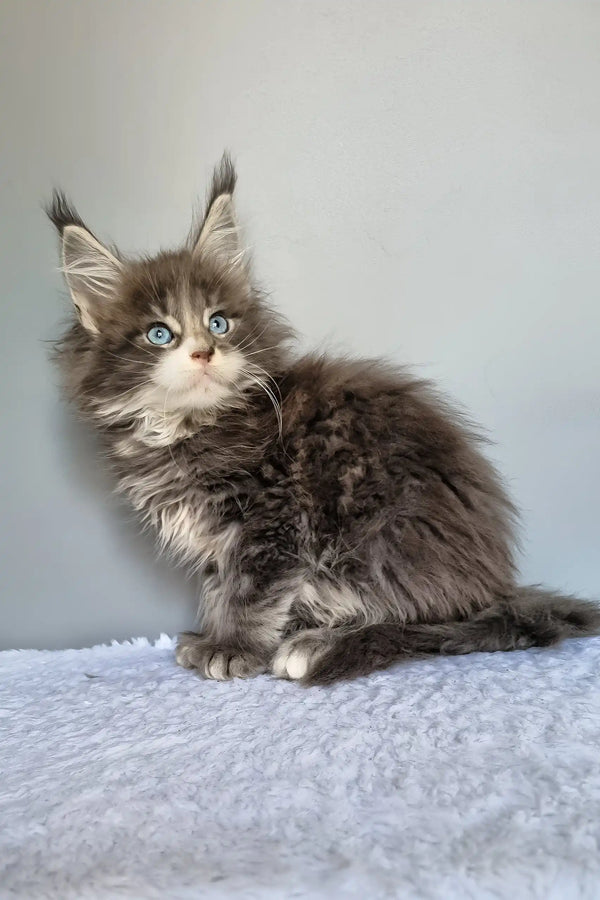 Gerda | maine coon kitten