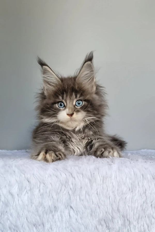 Gerda | maine coon kitten
