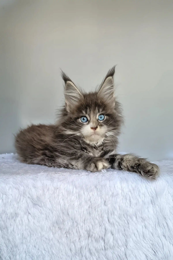 Gerda | maine coon kitten