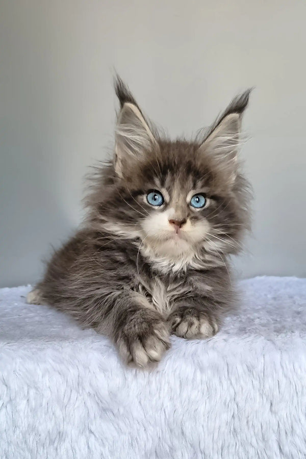 Gerda | maine coon kitten