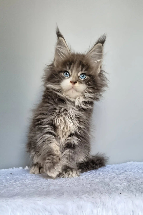 Gerda | maine coon kitten
