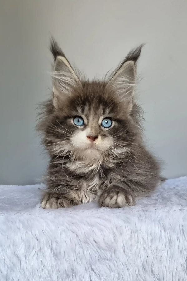 Gerda | maine coon kitten