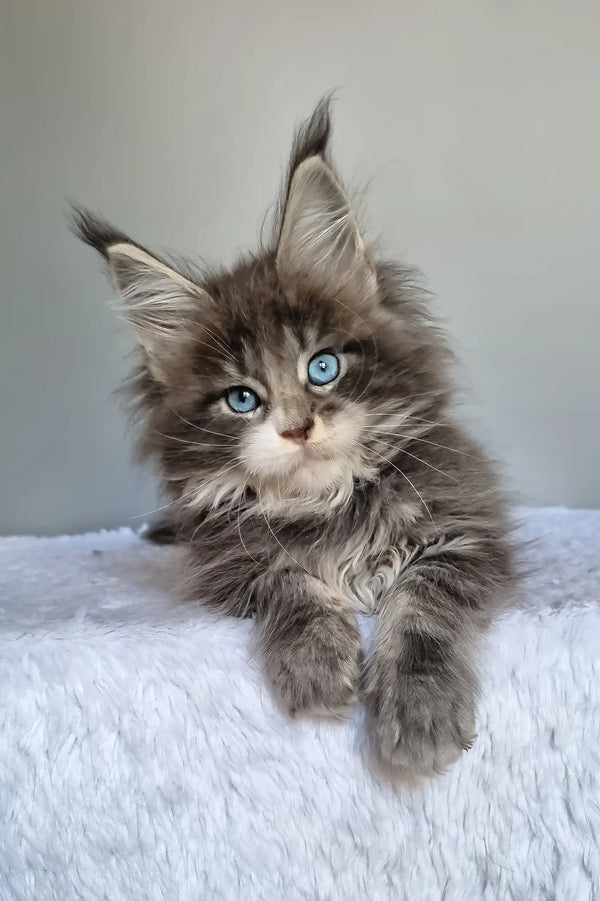 Gerda | maine coon kitten