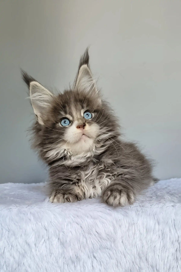 Gerda | maine coon kitten