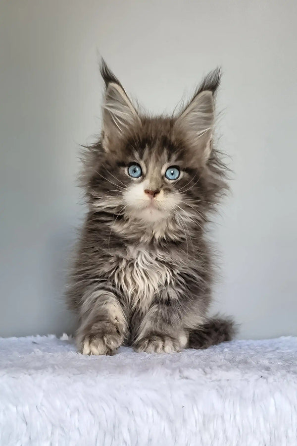 Gerda | maine coon kitten