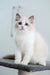 Gerda | ragdoll kitten