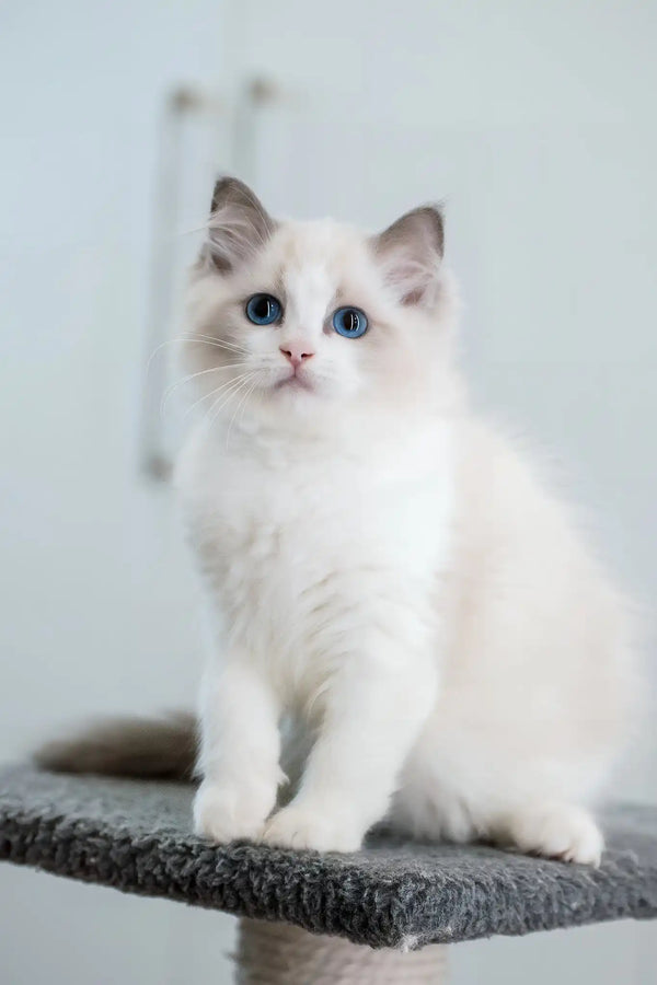 Gerda | ragdoll kitten