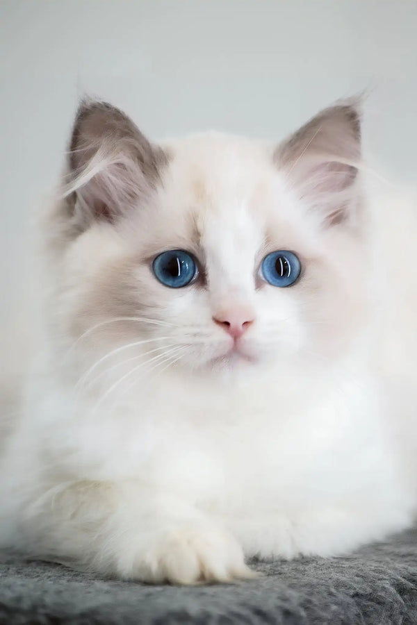 Gerda | ragdoll kitten