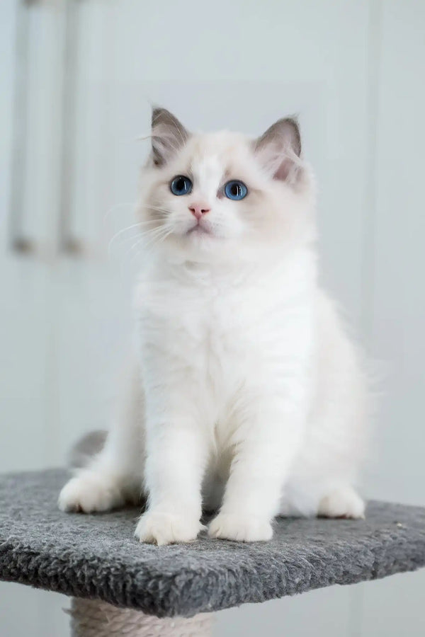 Gerda | ragdoll kitten