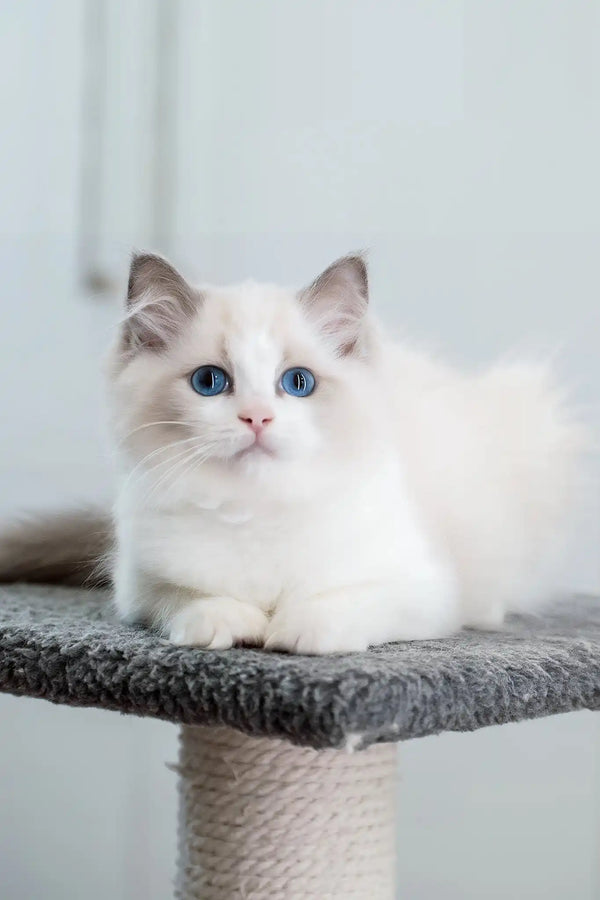 Gerda | ragdoll kitten
