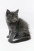 Fluffy gray Maine Coon kitten named Germes, adorable and playful