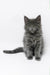 Gray Maine Coon kitten from Germes, perfect for cat lovers and adorable pet fans