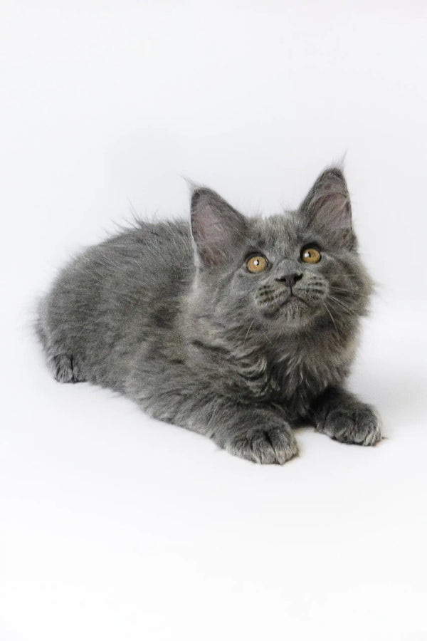 Adorable Gray Maine Coon kitten from Germes | Maine Coon Kitten collection