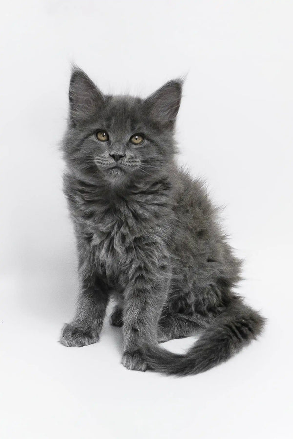 Adorable gray fluffy kitten from Germes Maine Coon Kitten collection