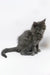 Adorable gray fluffy kitten from Germes Maine Coon Kitten collection