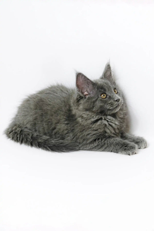Cute gray fluffy kitten from Germes Maine Coon Kitten, perfect for cat lovers!