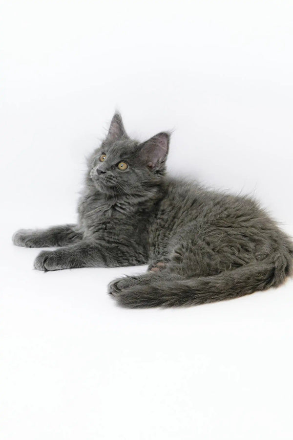 Adorable gray fluffy Maine Coon kitten named Germes ready for a new home