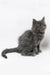 Adorable gray fluffy kitten from Germes Maine Coon Kitten collection