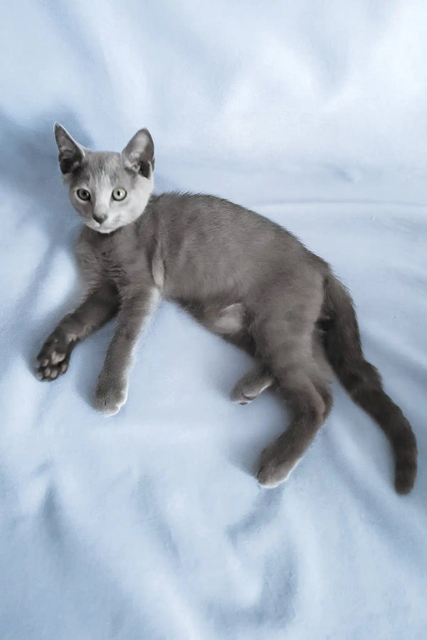 Getsby | russian blue kitten