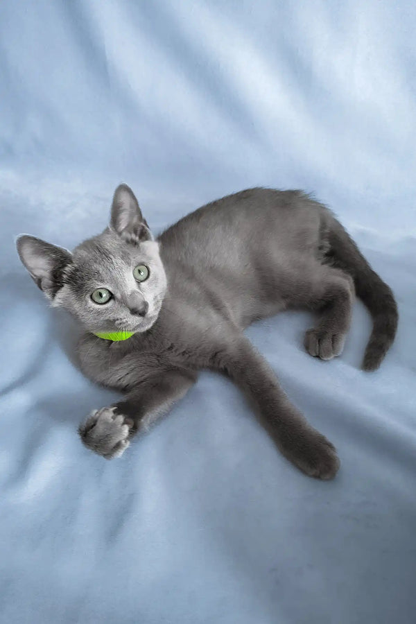 Getsby | russian blue kitten