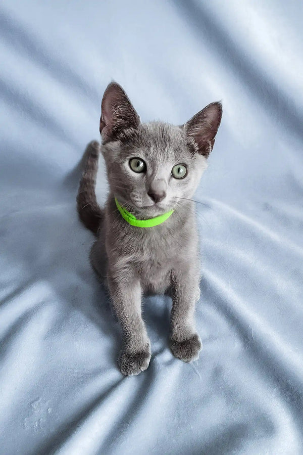 Getsby | russian blue kitten