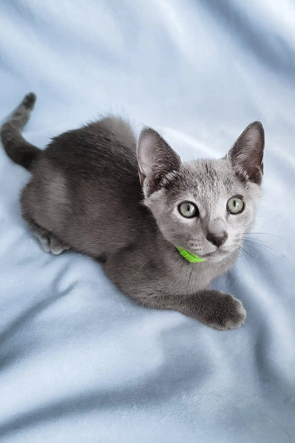 Getsby | russian blue kitten