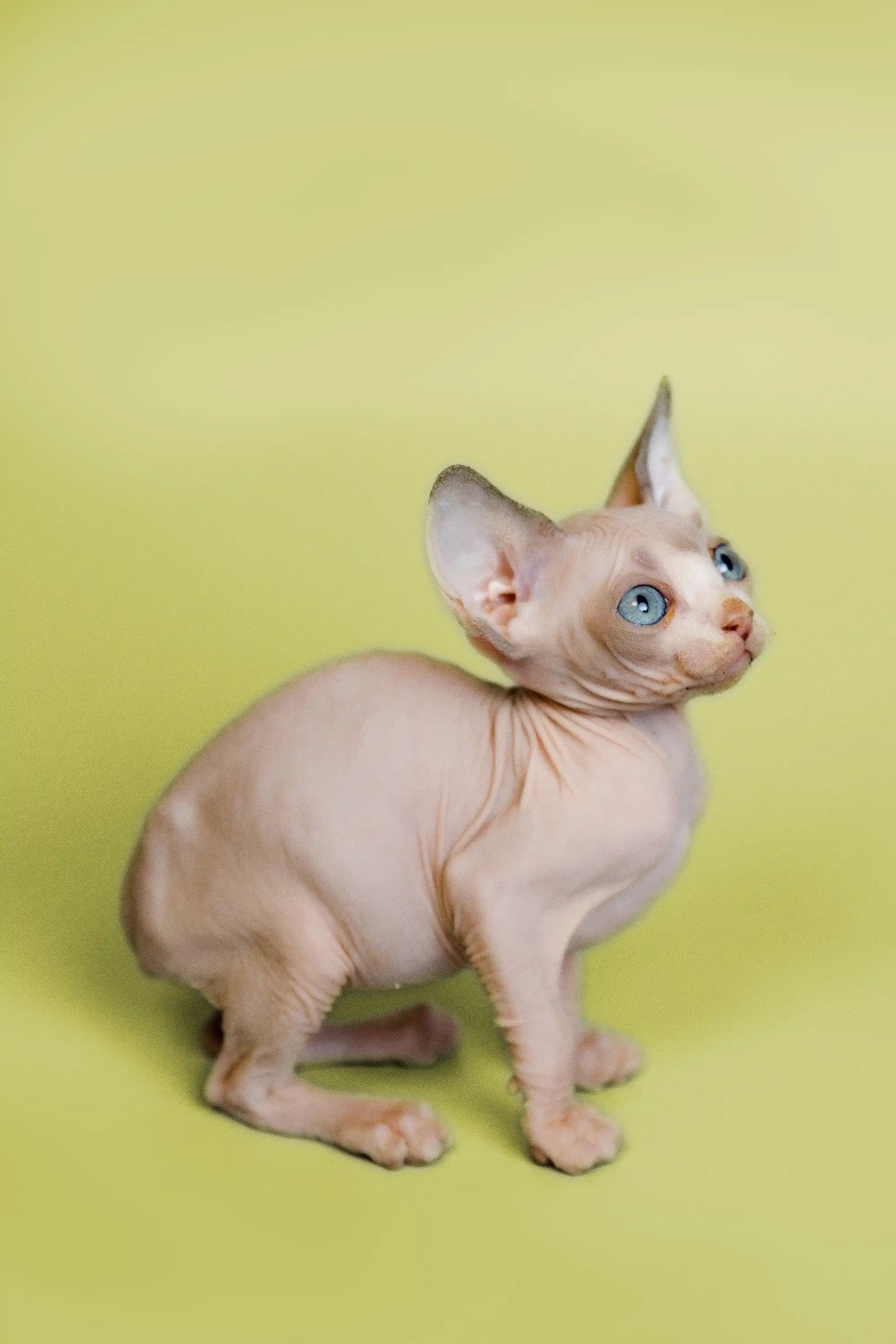 Hairless Sphynx Cats & Kittens for Sale Gigi | Kitten