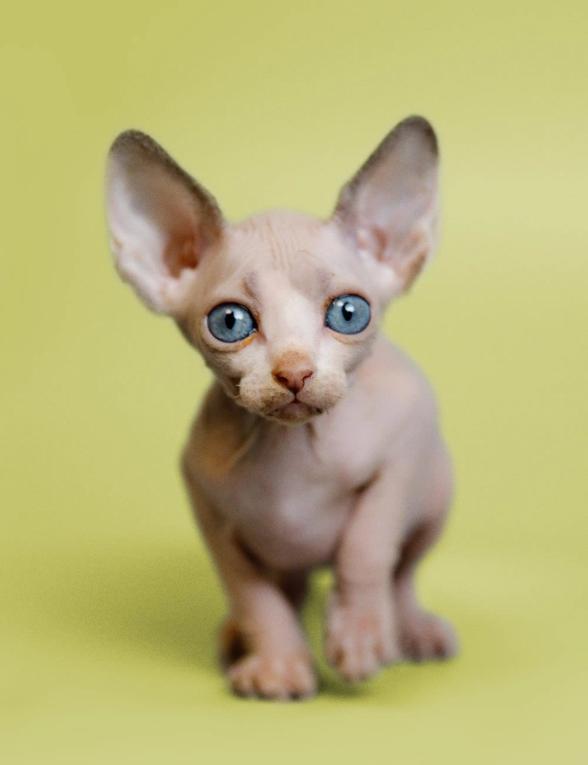Hairless Sphynx Cats & Kittens for Sale Gigi | Kitten