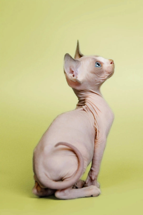 Hairless Sphynx kitten Gigi sitting upright with an alert expression, looking cute