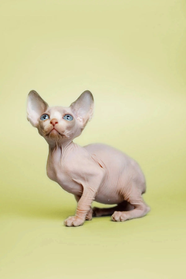 Adorable Hairless Sphynx kitten with blue eyes sitting on haunches in Gigi product