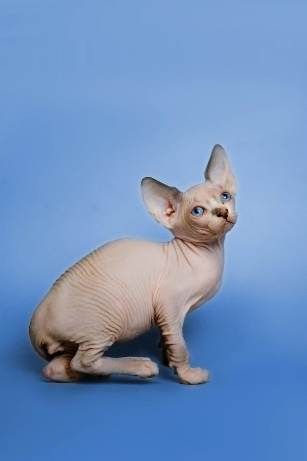 AVADA - Best Sellers Gil | Sphynx Kitten