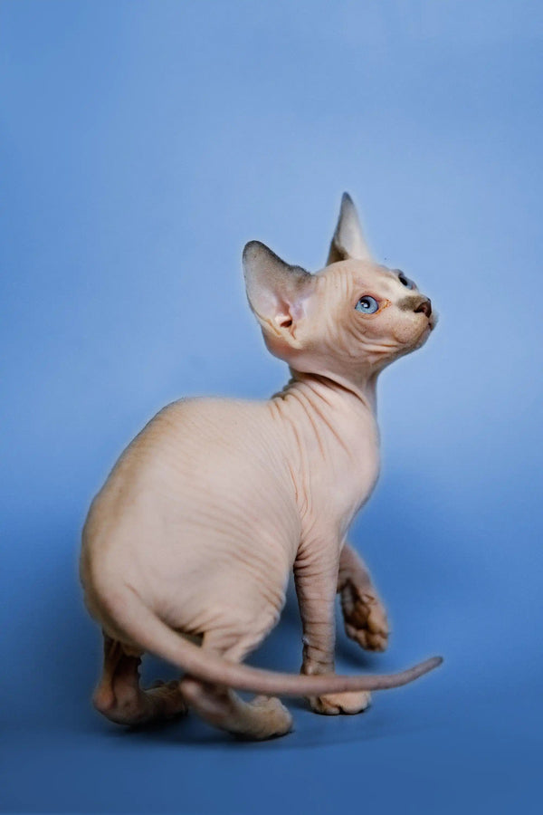 Meet Gil, the adorable hairless Sphynx kitten with big ears and unique wrinkles