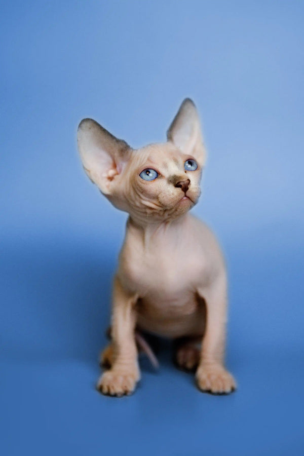 Adorable Hairless Sphynx Kitten, Meet Gil with Big Ears and Stunning Blue Eyes
