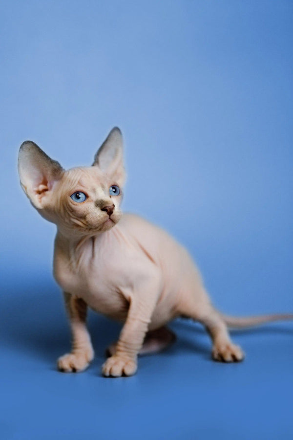 Meet Gil, an adorable hairless Sphynx kitten with big ears and stunning blue eyes