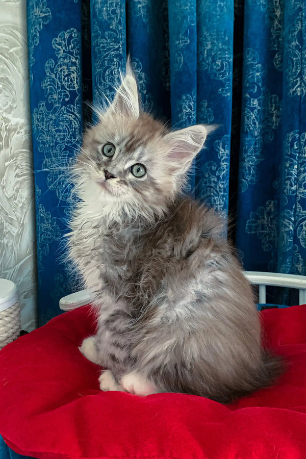 Cute fluffy gray Maine Coon kitten named Gilbert with tufted ears