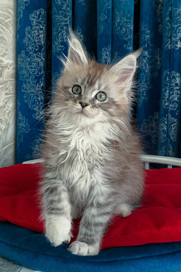 Fluffy gray Maine Coon kitten Gilbert with cute tufted ears ready for cuddles